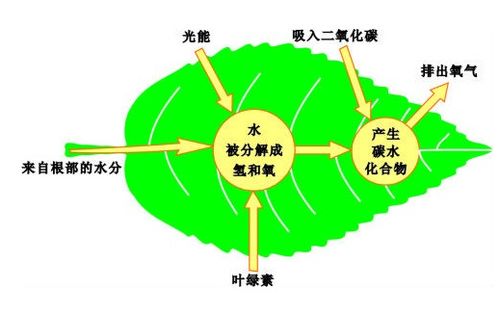 光合作用中,为什么红光下光合速率最快,蓝紫光次之 