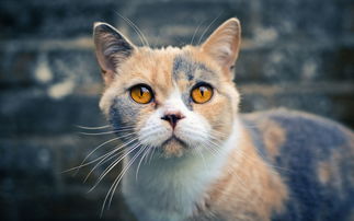 老年美短猫有什么常见疾病 老年美短猫的疾病防治 