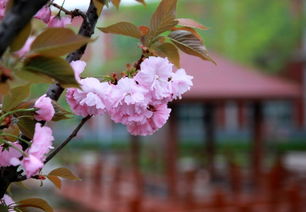 百花争艳好春开指什么生肖