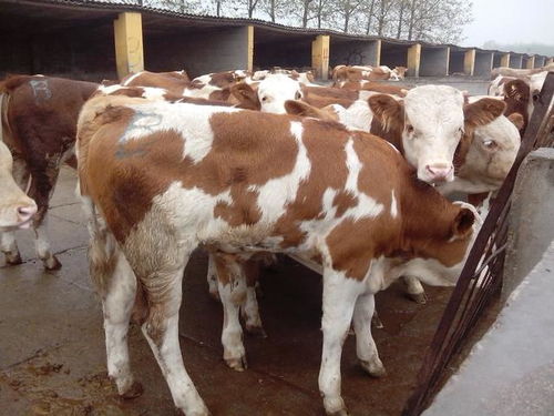 肉牛的养殖管理及注意事项
