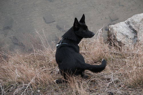 这个黑狗是什么品种 