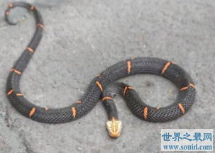 世界上最让人头疼的蛇,喜玛拉雅白头蛇绝食至死 
