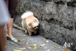 深圳取消VS广州如故,养犬管理费还有没有必要收