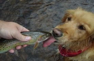 狗狗可以吃海鲜吗 狗狗吃虾呕吐怎么办