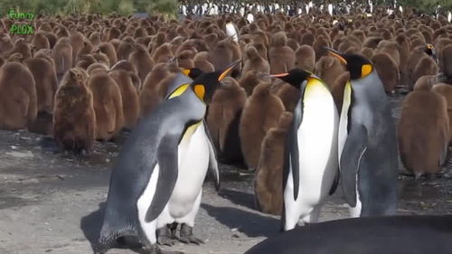 企鹅为什么能在冰天雪地里生活