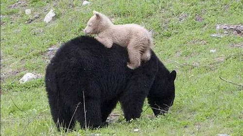 两只黑熊的妈妈是一只白熊,罕见的一个熊种 灵熊 