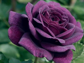 紫玫瑰的花语,紫玫瑰的花语