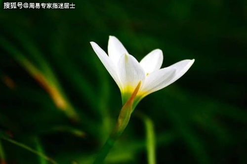 十二生肖2022年清明节运气算命提前报