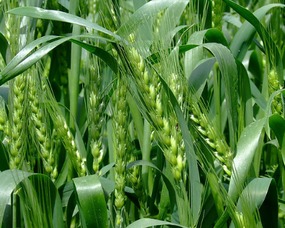小麦养花期能喷吡虫啉吗