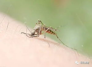 冷知识,为什么蚊子包越抓越痒