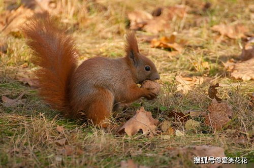 1月2号后, 鼠鼠鼠 家中有人员调动,未来7天将 鸡飞狗跳