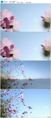 实拍唯美摇曳的花朵高清素材图片设计 其他模板下载 10.36MB mail29573261分享 实拍视频素材大全 
