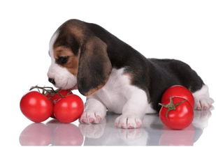 狗狗能每顿都吃蔬菜吗 狗狗吃了必死的东西