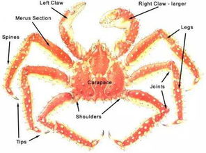 蟹蟹大家 关于蟹的六条冷知识