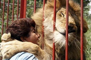 狮子每日亲吻救命恩人 