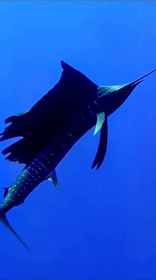 这是什么鱼 有认识的吗 海洋生物 动物 趣味动物百科 