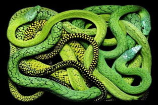 梦见绿色的大蛇