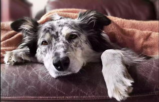 狗狗呼吸困难,还不喜欢运动 可能患上这3种老年犬易发的心脏病