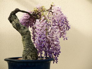 紫藤开花时间,紫藤具体几点开花？