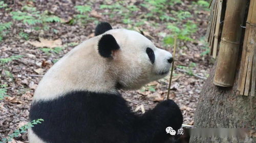 大熊猫长大后尾巴是不是没有了 大熊猫Q A