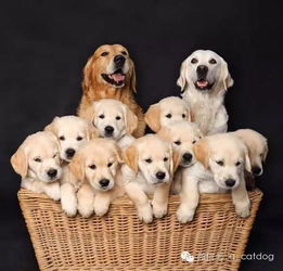 32只狗妈妈和她们小宝宝的幸福合照