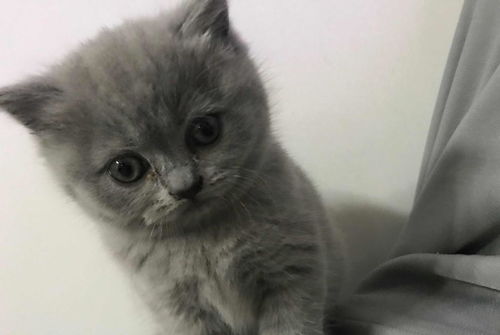 两个月的小蓝猫一百块钱贵不贵？
