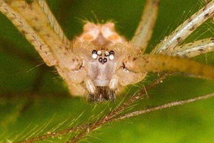 最常见的蜘蛛