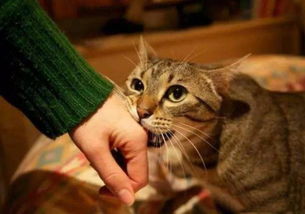 猫咪为什么喜欢咬你的手 意思有5个,也是喜欢你的表现