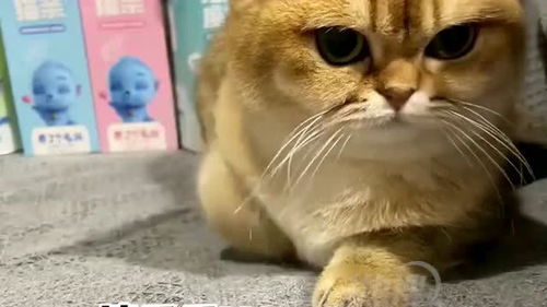上海网友分享一猫咪,从小到大揣手手视频走红,网友 怀疑这是一只东北喵 