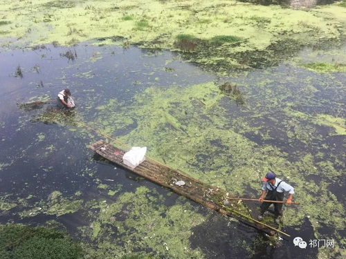 阊江河遭污染,官方回复已迅速在清理 望共同保持河道清洁