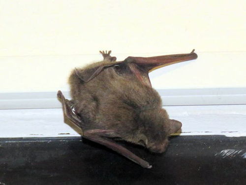 蝙蝠飞进家里预示什么意思 蝙蝠飞进家里怎么赶走 蝙蝠飞进家里要用什么消毒 