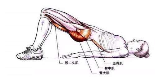 怎样锻炼 放松竖脊肌,健身必看