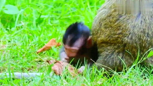 出生没多久的小猴子,喜欢爬猴妈身上玩