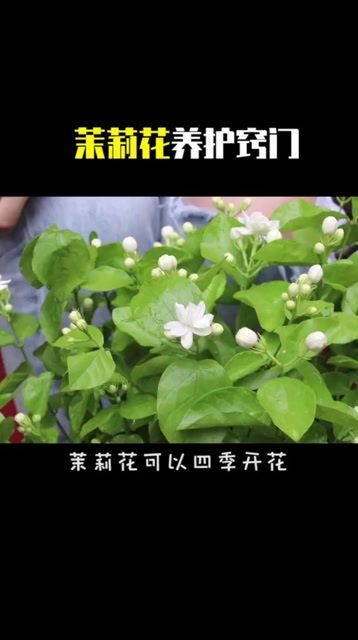 养茉莉花,一定把它放在家里阳光最好的地方哦 