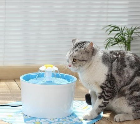 家中猫咪不爱喝水,小心这些疾病找上猫,内附喝水秘籍
