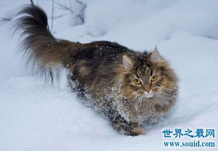 世界上最耐寒的猫,挪威森林猫能在零下二十度的环境中生存 