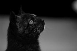 黑 猫