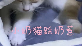 小奶猫,两小后腿儿走起路来外八字,萌化啦