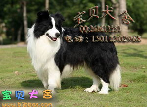 广州纯种边境牧羊犬价格多少钱一只
