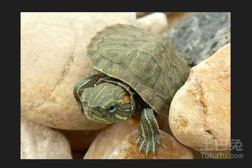 巴西彩龟怎么养 饲养小彩龟该注意哪些问题