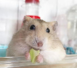 仓鼠溜出鼠笼,只为多吃一口白菜,被发现后满脸嫌弃不愿回鼠笼