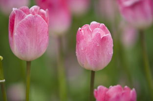 粉色郁金香的花语,粉色郁金香的花语