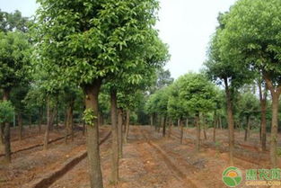 香樟树的品种特性及其主要栽培技术,如何进行樟树栽培管理？有没有什么好办法