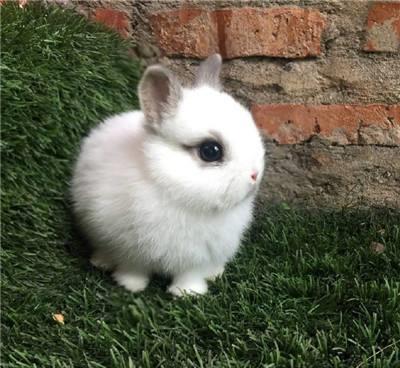 兔兔那么可爱,怎么可以吃兔兔