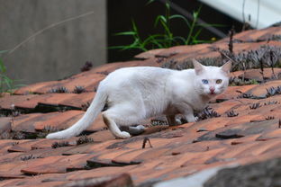 两只眼睛颜色不一样的猫