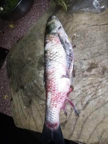 从河边捞到一条刚刚死的鱼,鱼身上发红能吃吗 