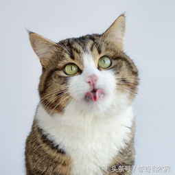 拥有神之舌的猫咪,这舌头也是没谁了 