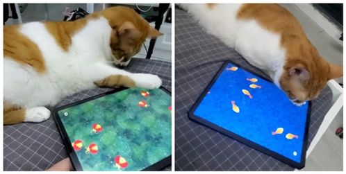 给小猫玩的平板抓鱼游戏 逗猫玩具
