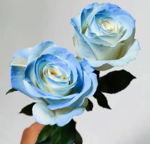 稀有A级碎冰蓝玫瑰,有一种蓝色的高贵和忧郁气质