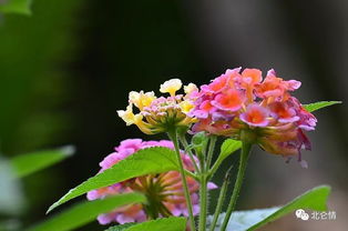 象征家庭和睦的花卉,五色梅 